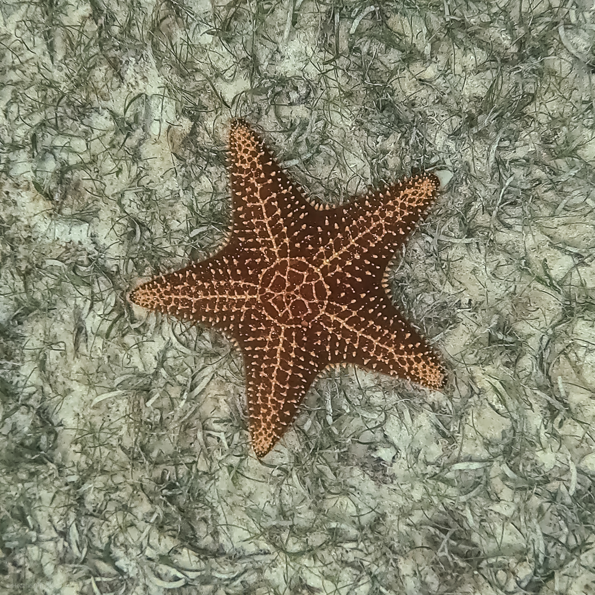 A red and tan starfish rests on the seafloor, its vibrant pattern standing out against the muted background of sea grass in Akumal Bay, Mexico.