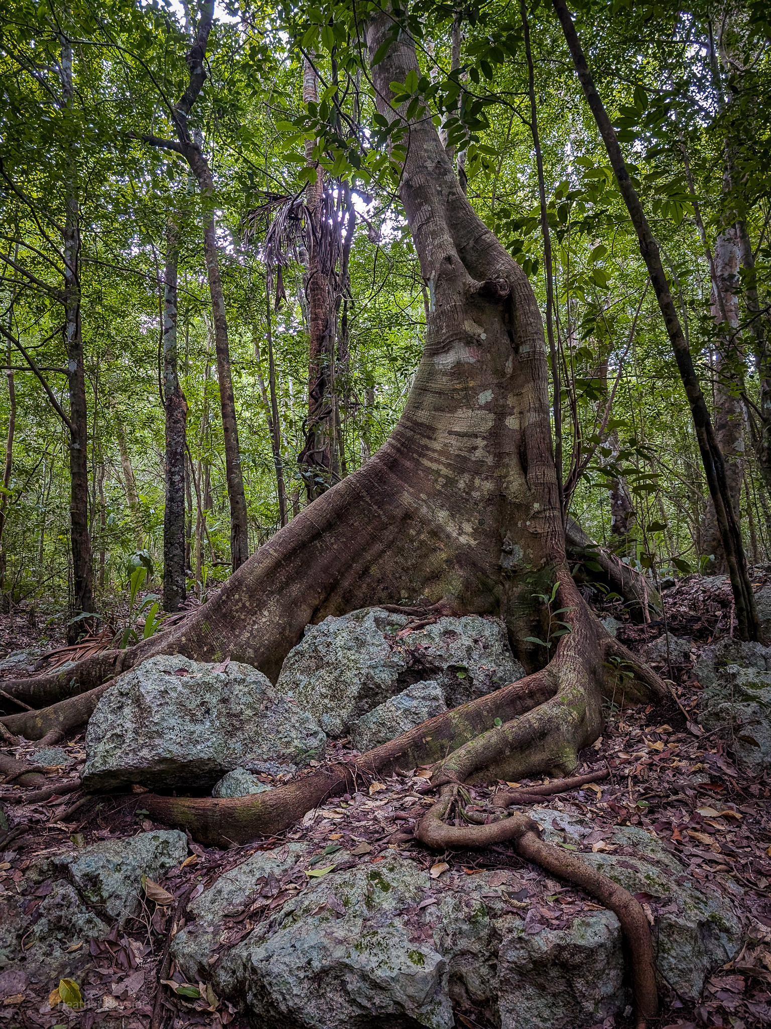 The mighty roots of a kapok tree spread out over the rocky forest floor in Tulum, Mexico. The tree's large buttress roots give it a powerful presence in the dense tropical jungle, showcasing the biodiversity and strength of the Yucatan ecosystem.