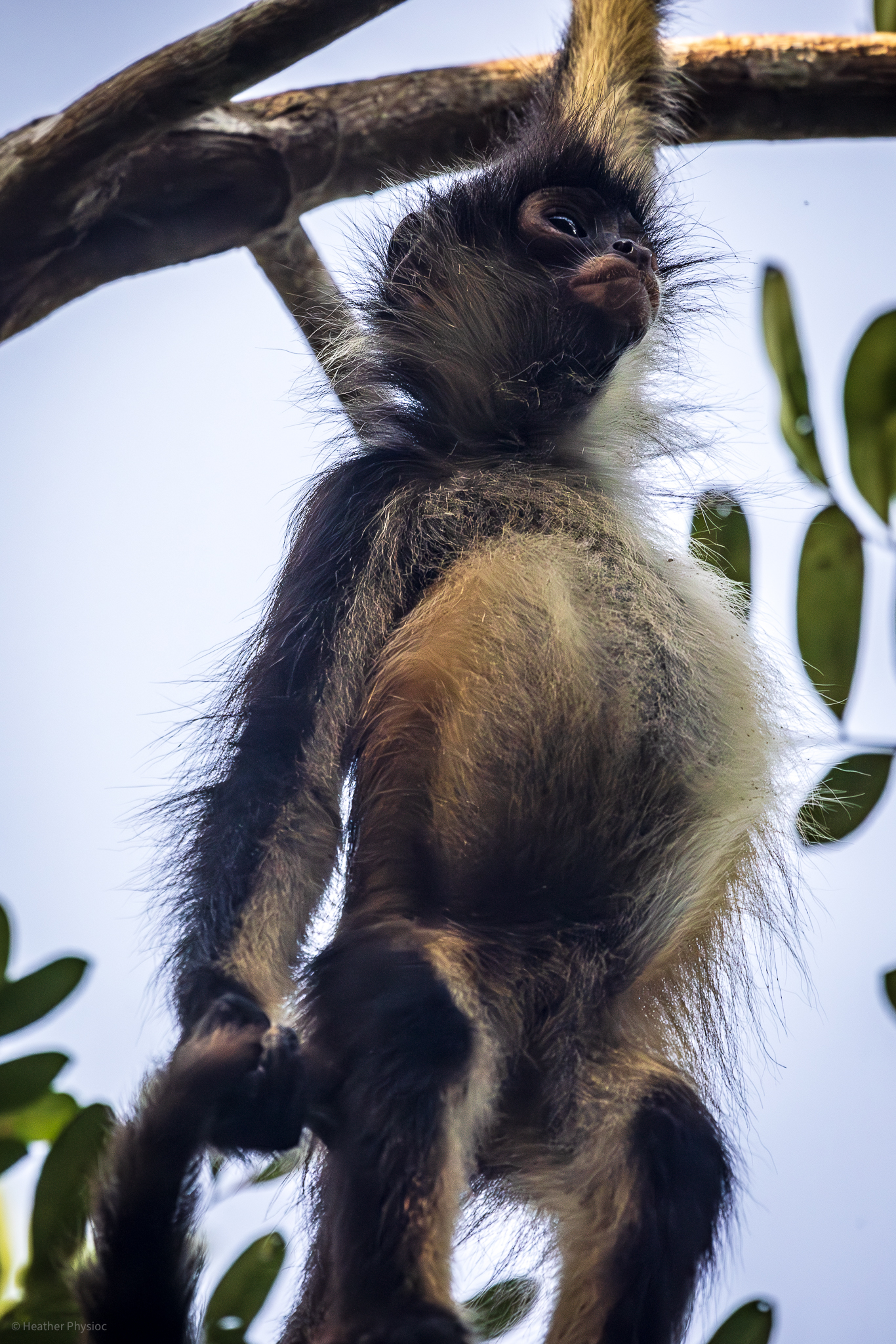 Big-bellied spider monkey hanging from tree at Punta Laguna in Yucatan Mexico