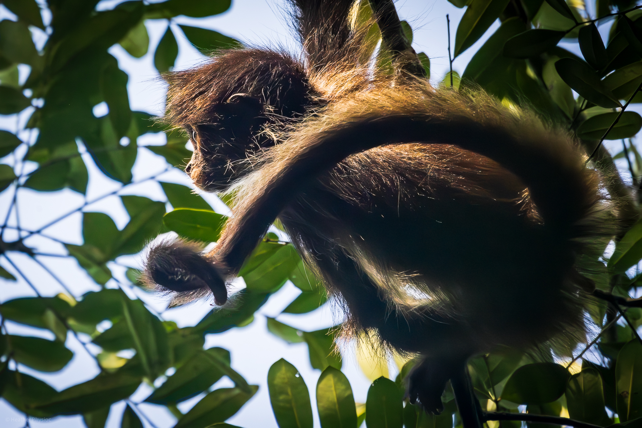 Young spider monkey hangs in a tree at Punta Laguna Nature Reserve in Yucatan Mexico