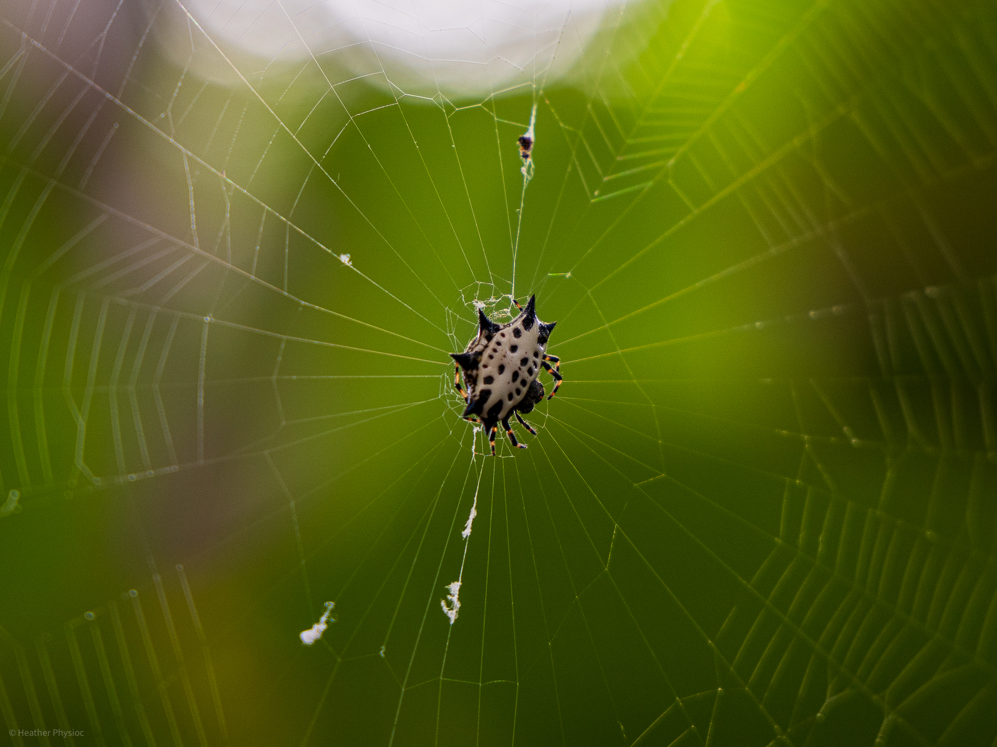 Spiny backed orb weaver spider in its web at Punta Laguna in Ycatan, Mexico