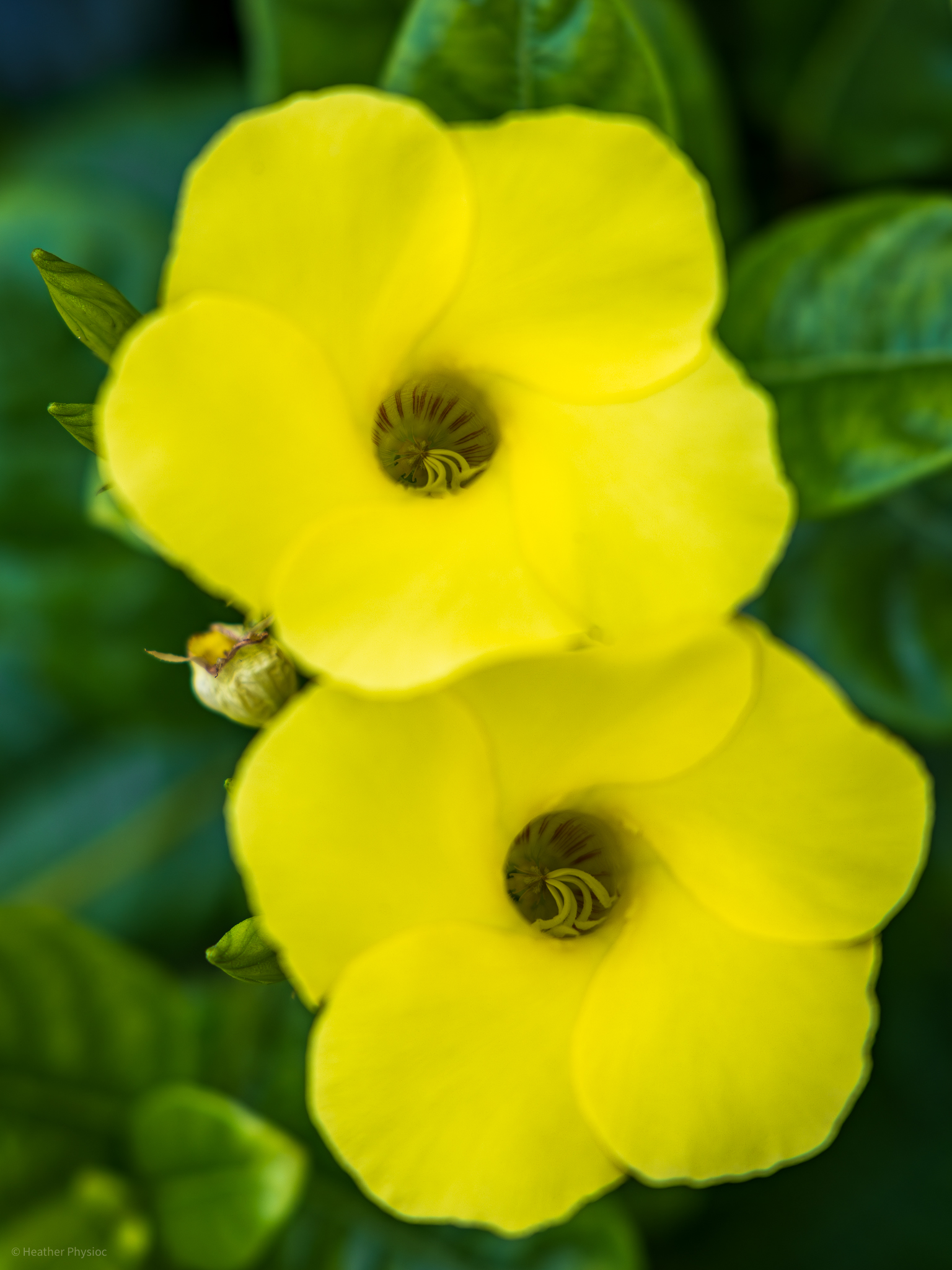 Vivid yellow Mandevilla flowers blooming, their trumpet-shaped blossoms highlighted against the green leaves in a Yucatan garden.