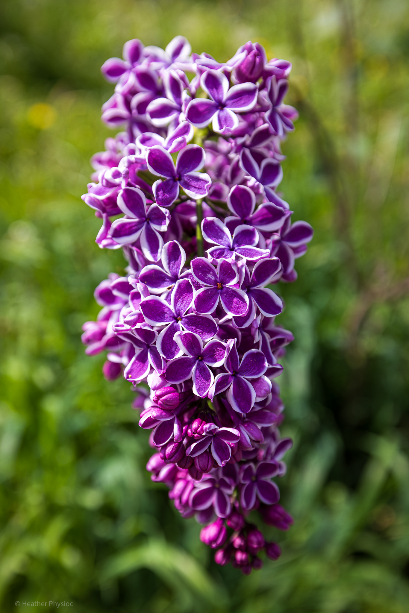 Close-up of a large cluster of vibrant purple and white lilac blooms with a shallow depth-of-field against a soft green background