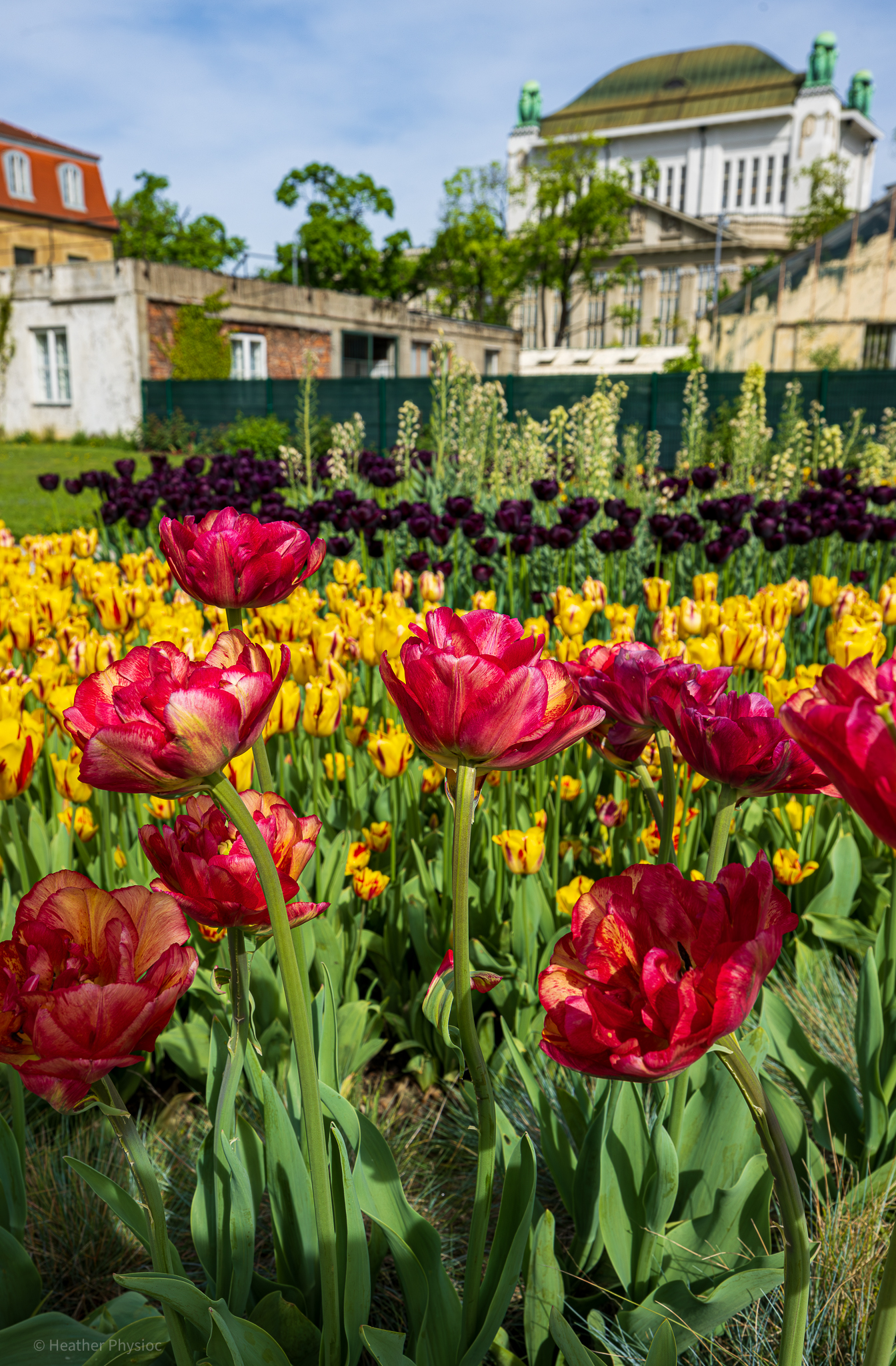 Colorful layers of red, yellow, and black tulips in front of the Croatian State Archives Building in the Zagreb Botanical Garden maintained by the University Sciences Faculty