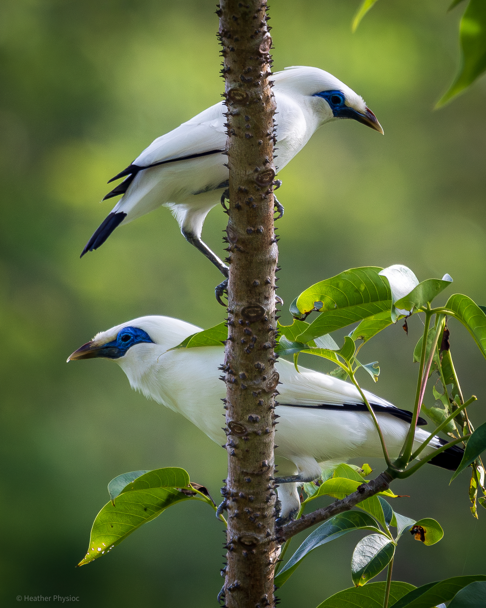 Bali Starling Pair