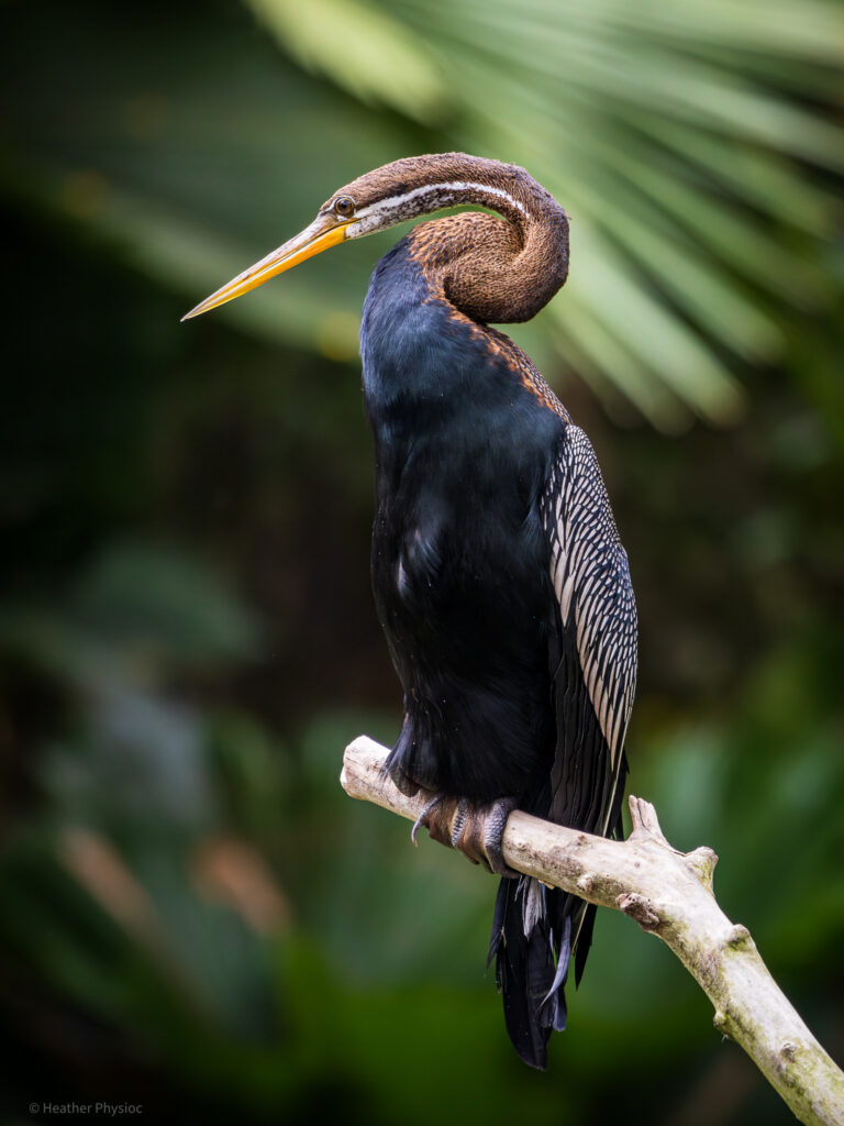 Snakeneck Oriental Darter