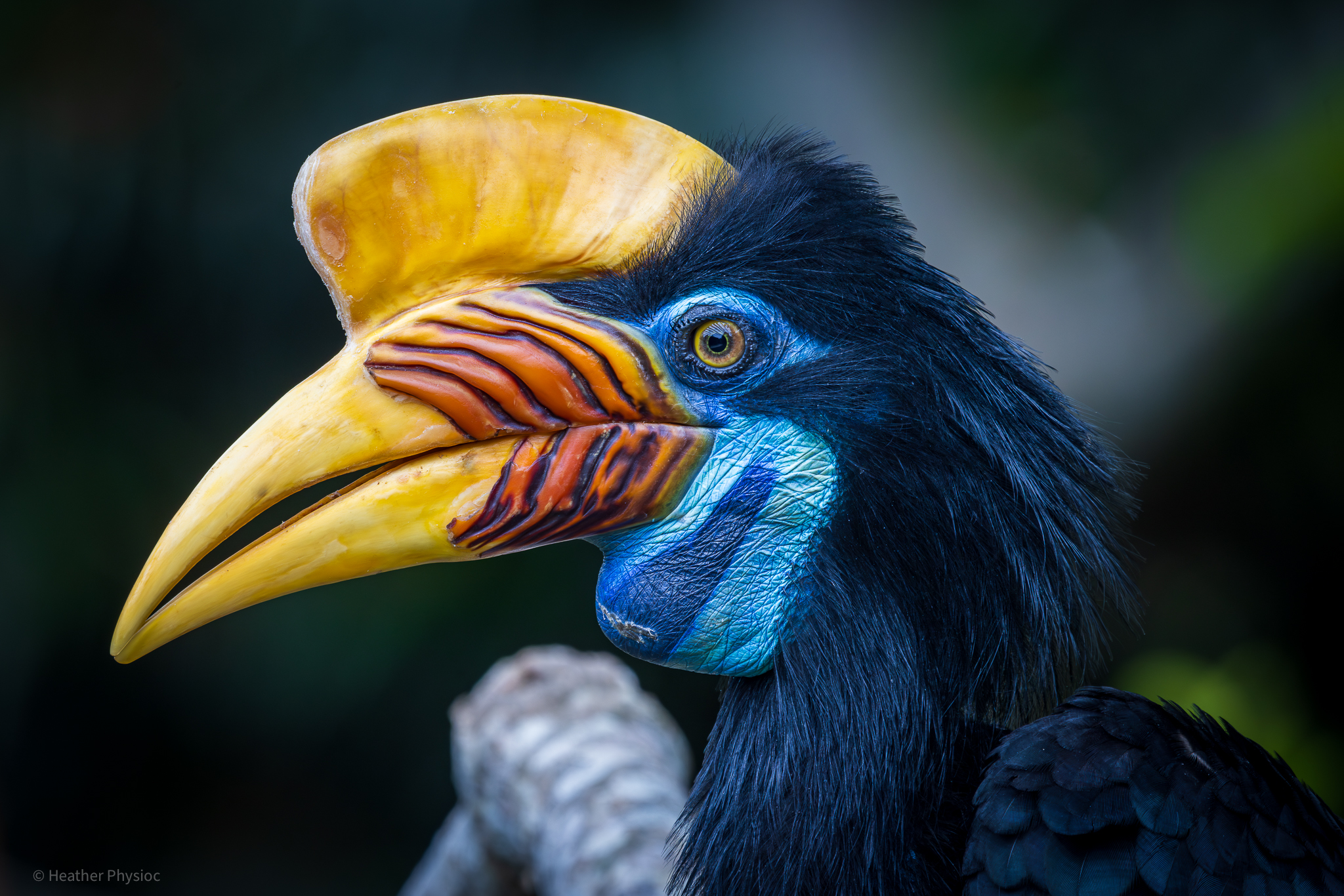 Indonesian Knobbed Hornbill