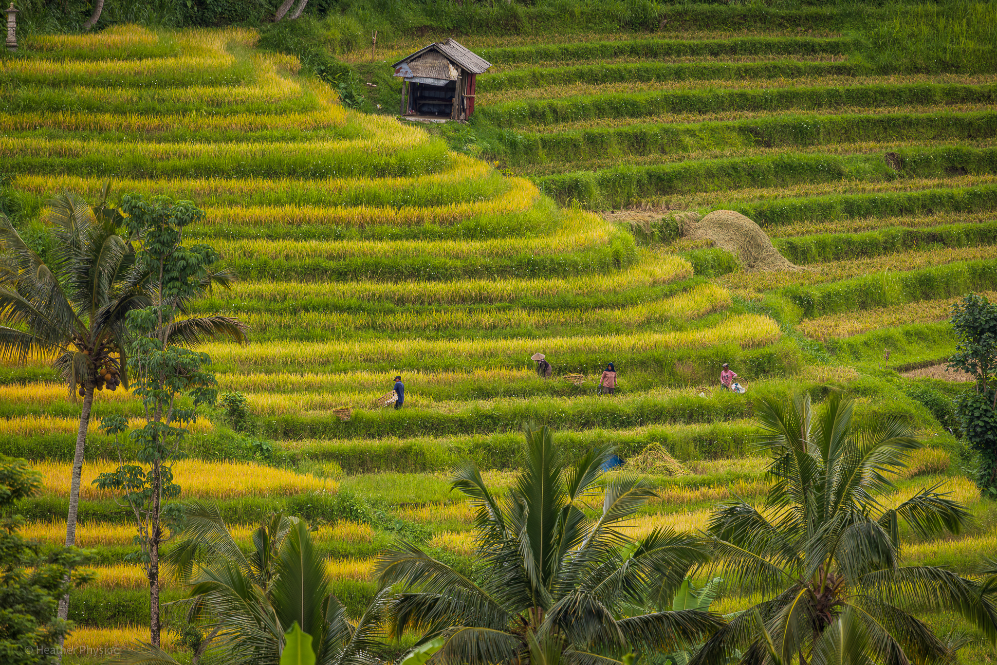 Rice Farmers at Jatiluwuh