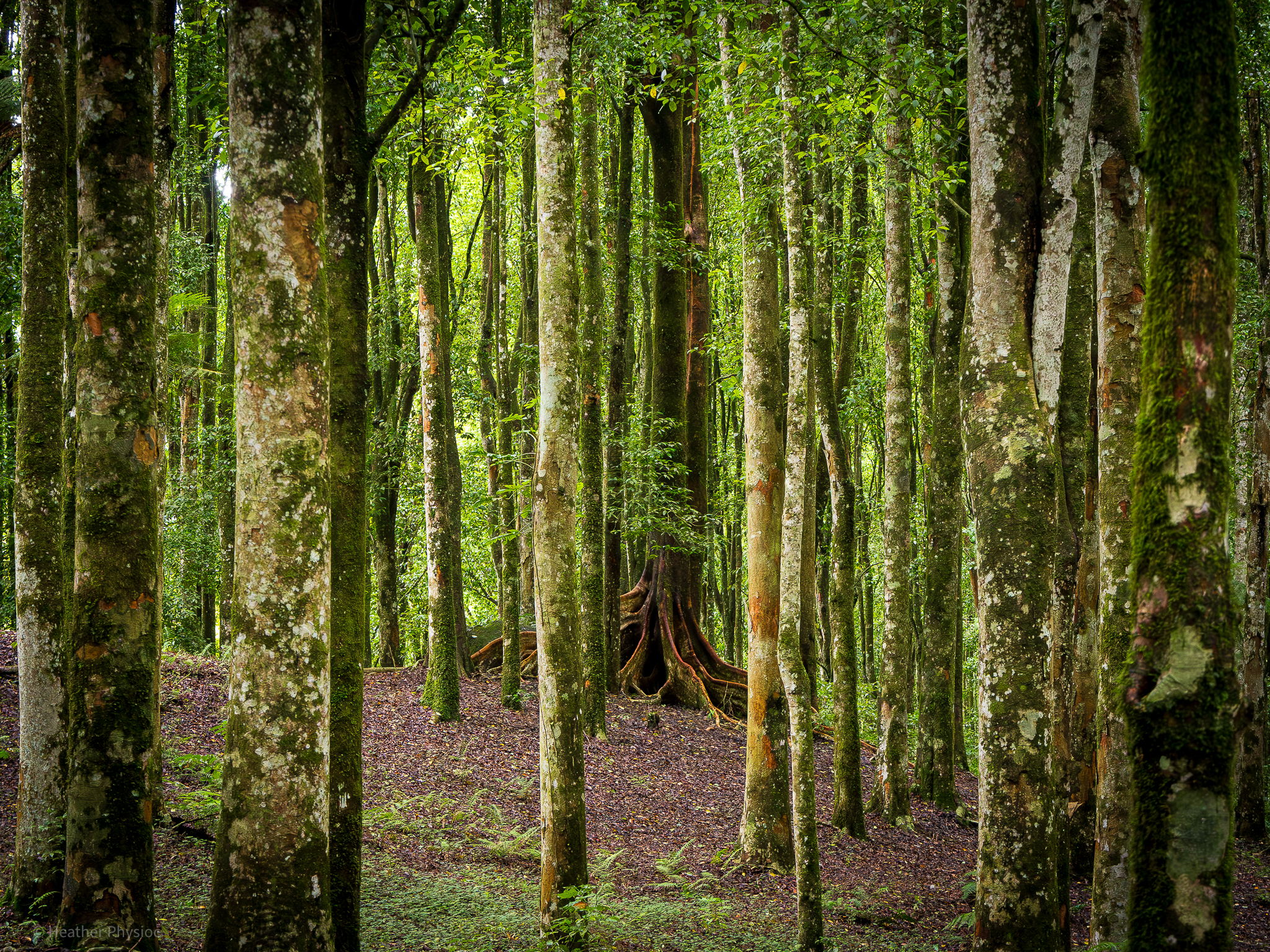 Mysterious banyan tree hidden in a Bali botanical forest