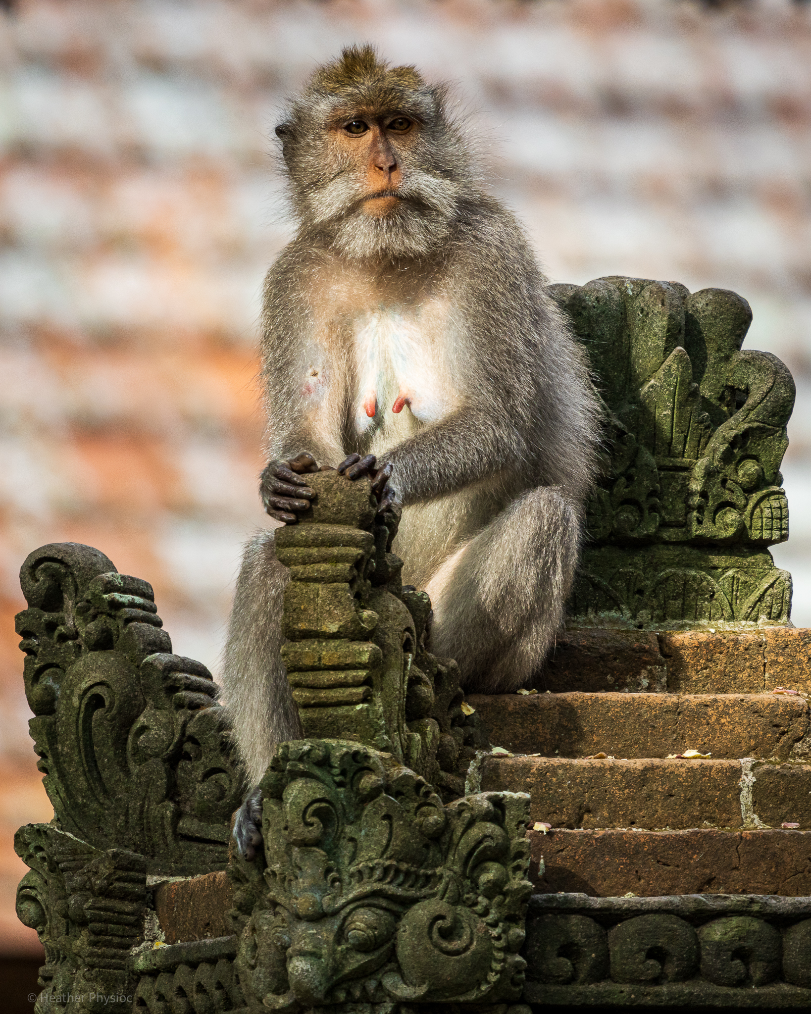 Monkey Guardian of the Temple at Ubud Monkey Forest