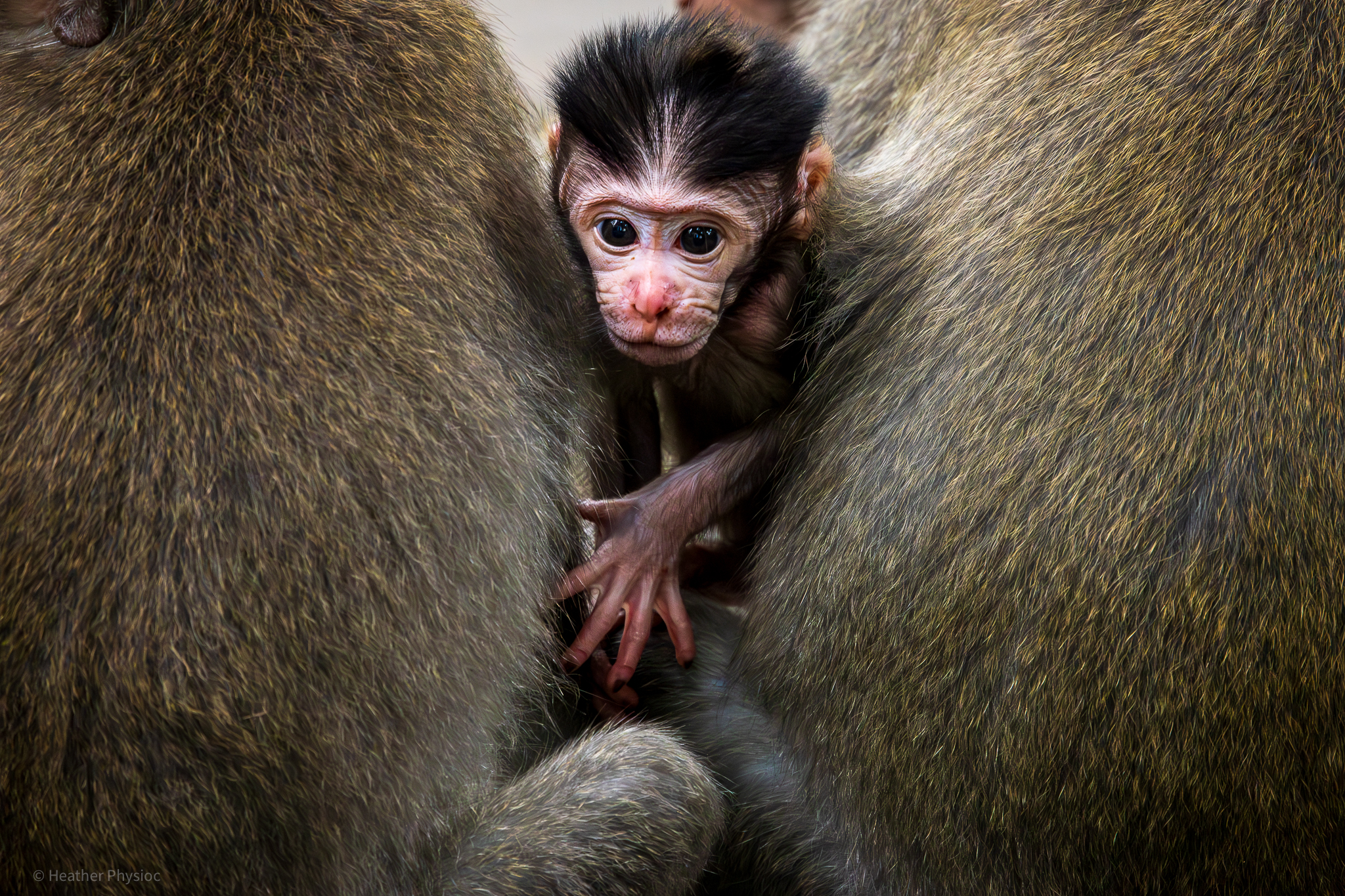 Rambunctious Baby Macaque