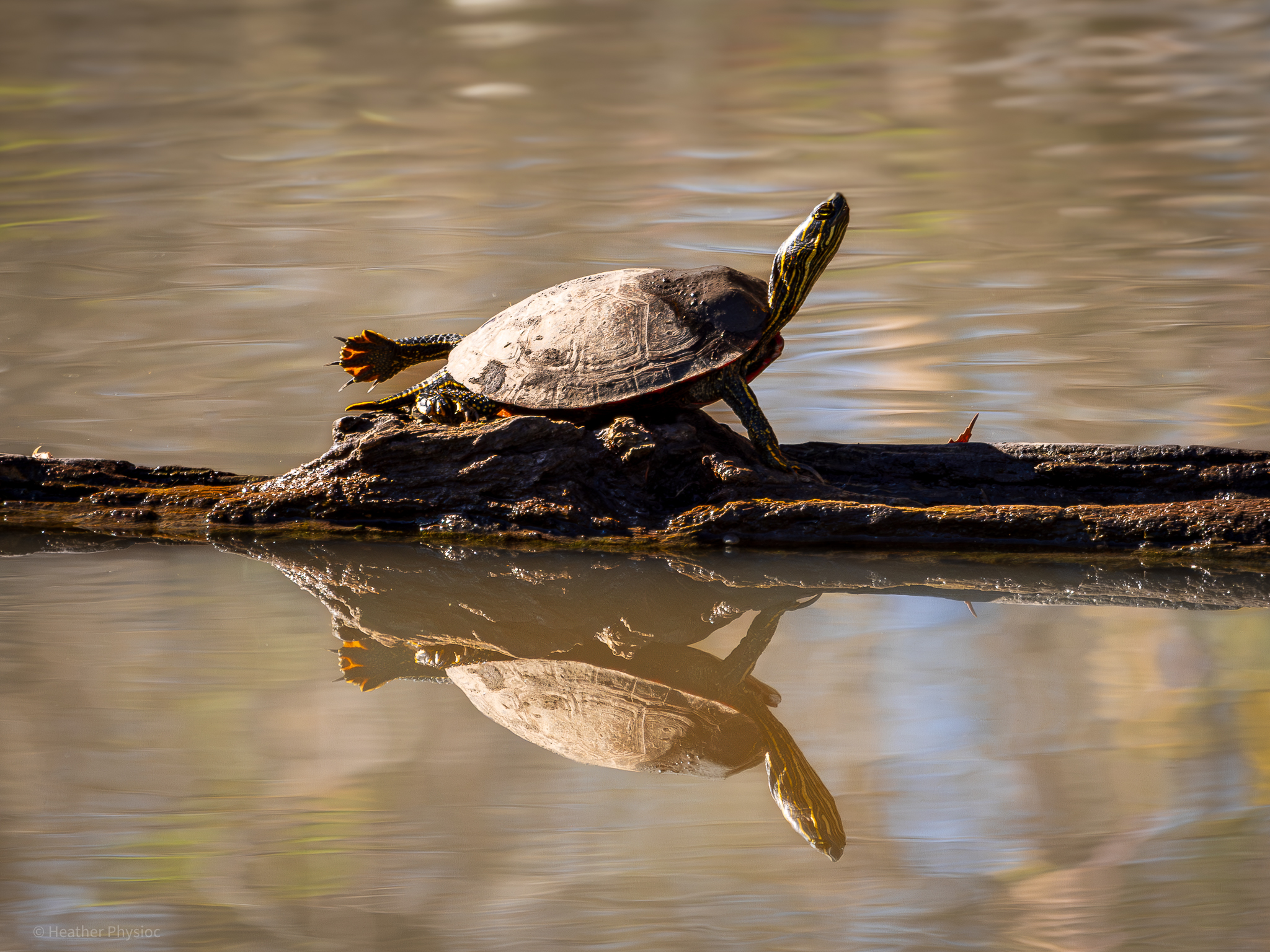 Terrapin Sunning in Winter