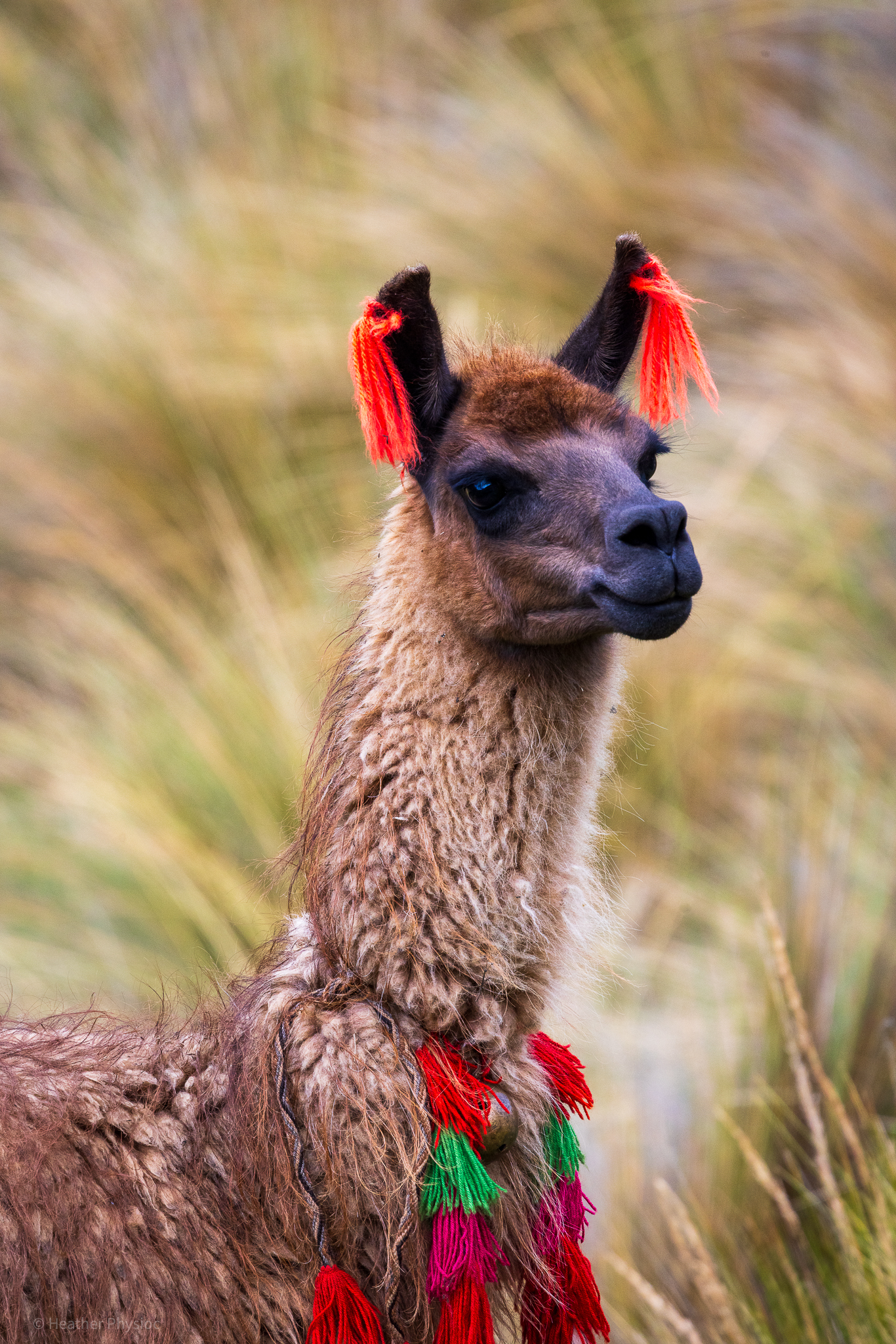 Tasseled Alpaca in the Sacred Valley