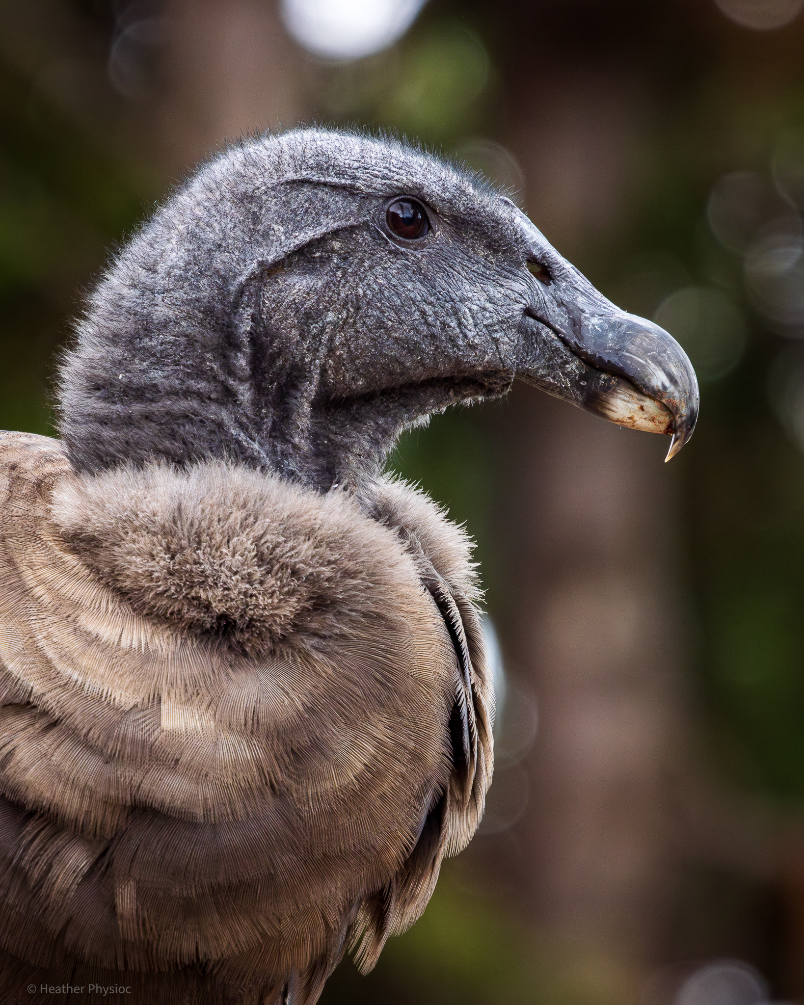 Andean (Peruvian) Condor