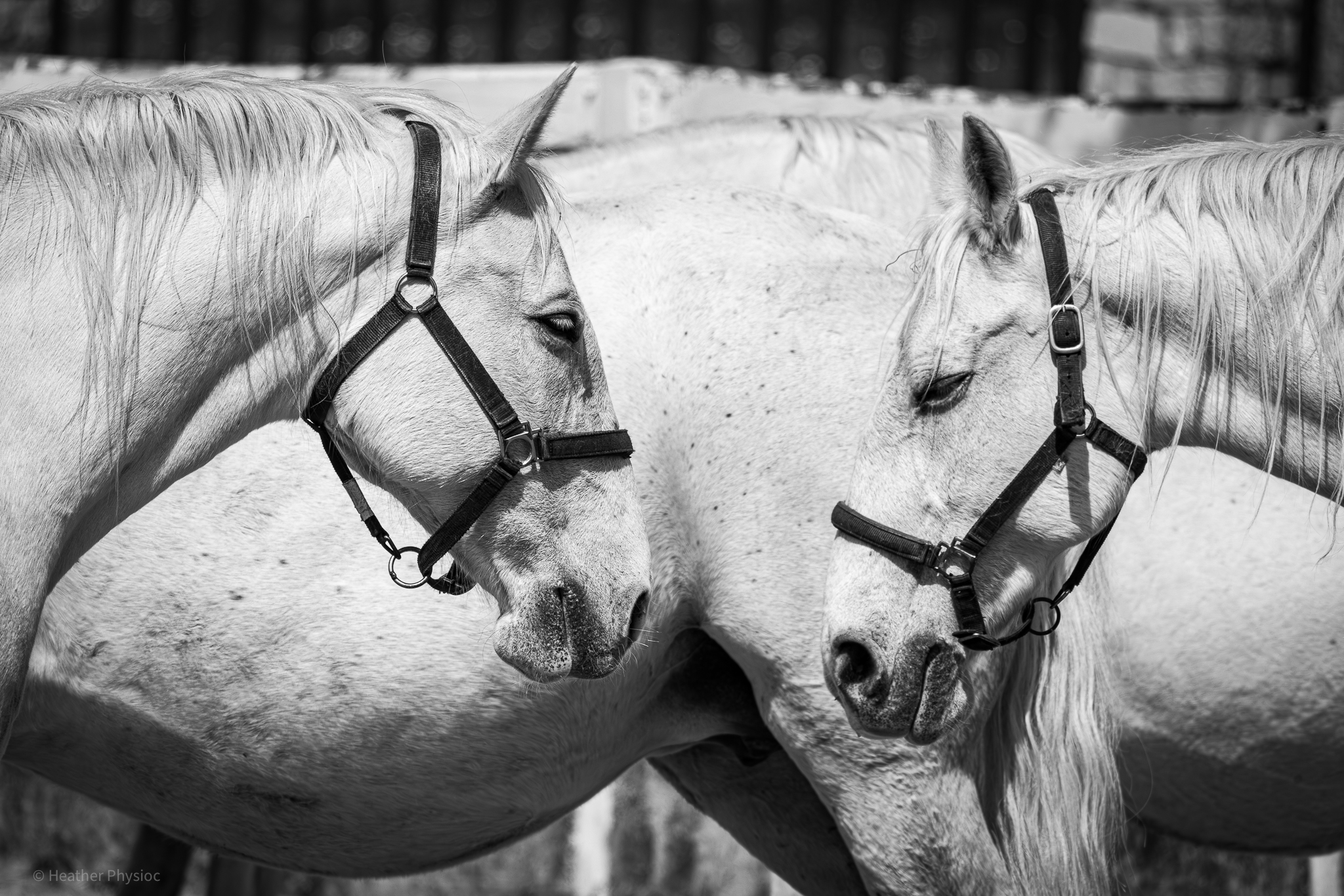 Black & white fine art photo of two symmetrical pregnant white Lipizzaner mares at Lipica Stud Farm in Karst, Slovenia