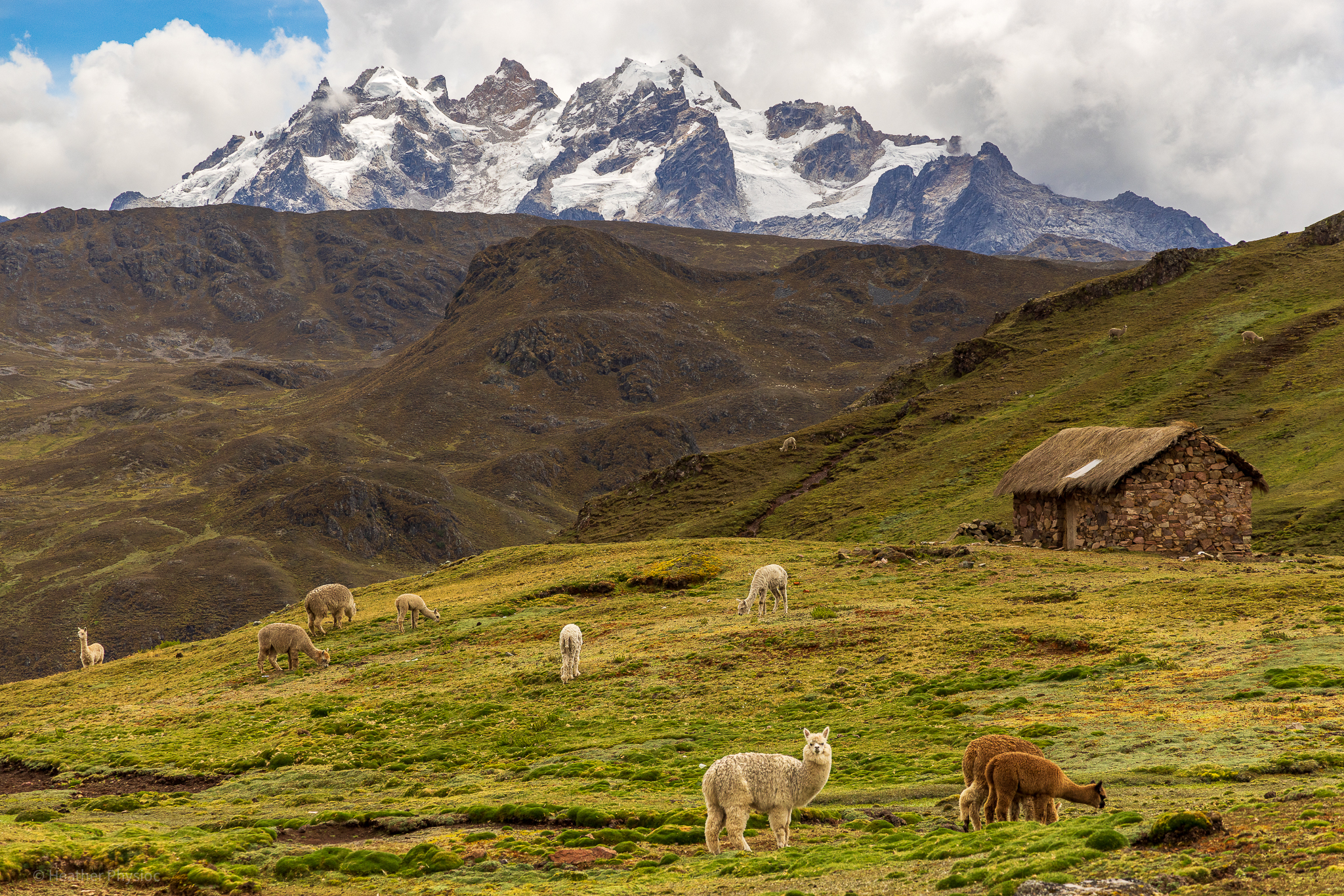 Alpaca of the Andes