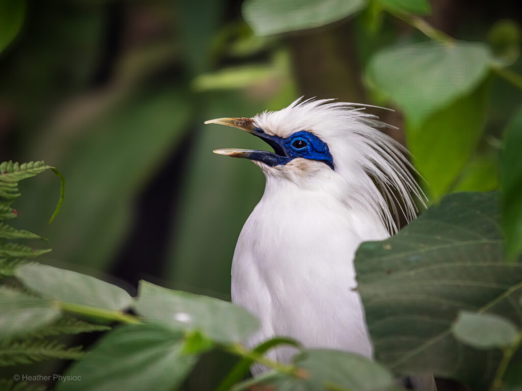Side profile portrait of a critically endangered Bali starling, a nearly pure white tropical songbird with a blue patch around its eye and a feathered crest, surrounded by green leaves in a tropical environment, with its mouth open to sing
