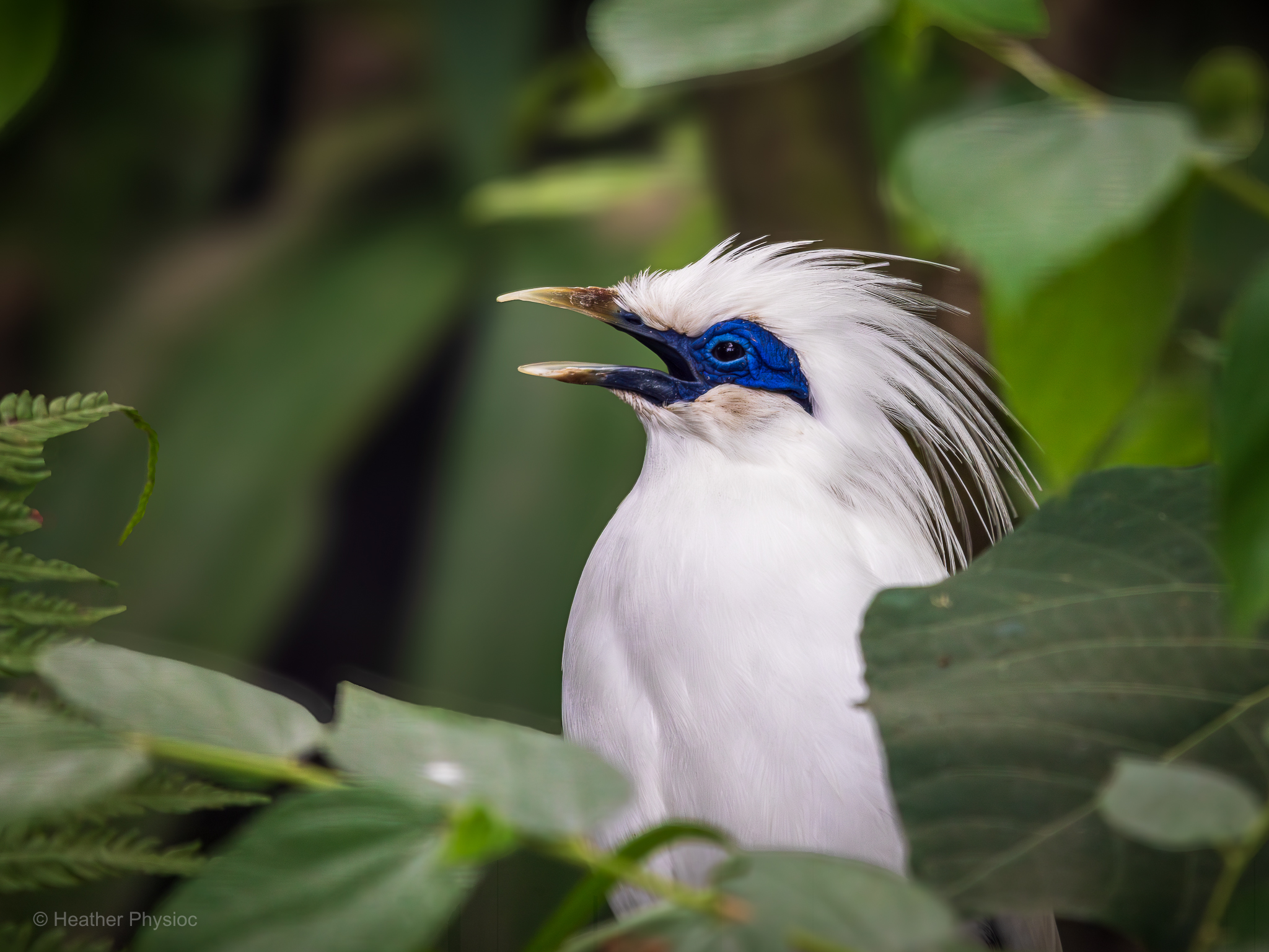 Close-up portrait of a Bali starling specimen on the island of Bali