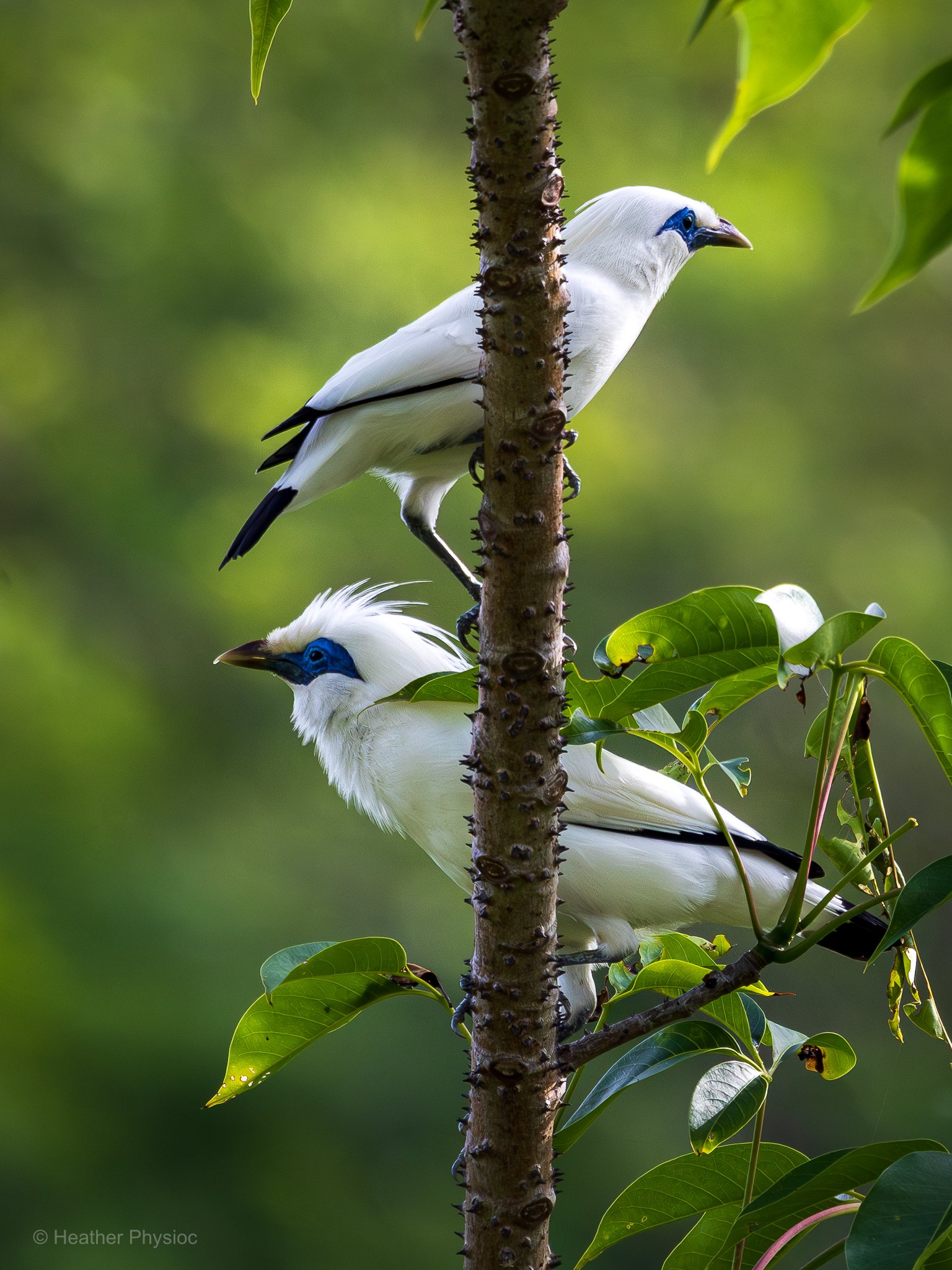 Wild Bali starling pair on Nusa Penida