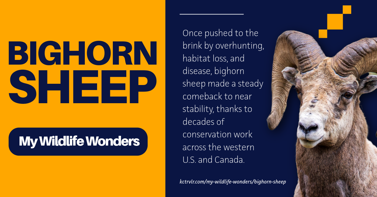 Preview image of Bighorn Sheep My Wildlife Wonders post