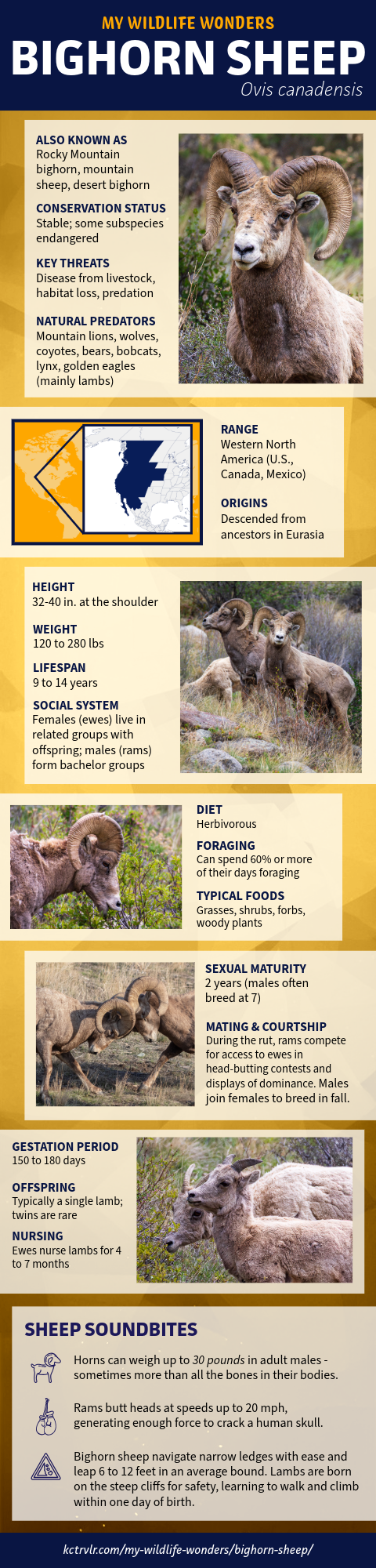 Wildlife snapshot infographic about bighorn sheep including photos, maps, graphics, illustrations, facts and figures about the species